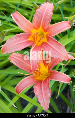 Two pink Lilies blooming Hemerocallis Stock Photo - Alamy