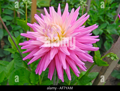 Small Semi-cactus Dahlia 'Ruskin Andrea' Stock Photo