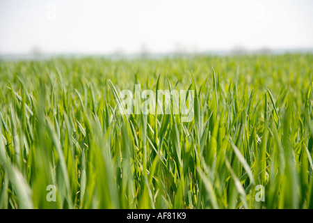 Young Corn Crop, Green Shoots Stock Photo