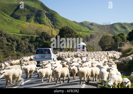 Sheep being driven along Wanganui Raetihi Road at Kakatahi North Island New Zealand Stock Photo