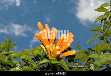 Evergreen climber golden shower flower against blue sky. Stock Photo