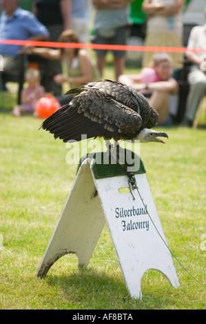 a falconry display using a vulture Stock Photo - Alamy