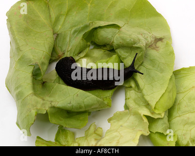 Black Slug Arion Ater on lettuce leaf multiplying after wet summer in England Stock Photo