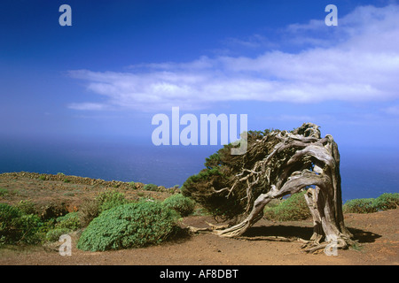 Juniper Tree, lat. Juniperus phoenicea, El Sabinal, the Island´s landmark, El Hierro, Canary Islands, Atlantic Ocean, Spain Stock Photo