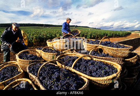 France wine France wine BourgogneAloxe-Corton cote de beaune burgundy Stock Photo