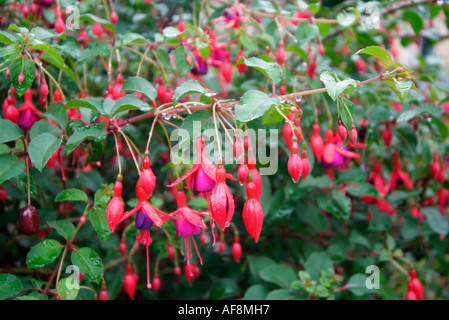 Fuchsias Stock Photo