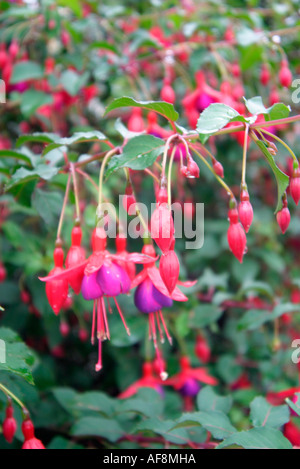 Fuchsias Stock Photo