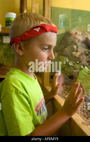 Child looks through the glass at a pet store Stock Photo