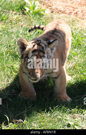 Siberian tiger cub Stock Photo