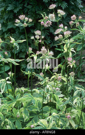 Astrantia major 'Sunningdale Variegated', Masterwort, variegated leaf, astrantias Stock Photo