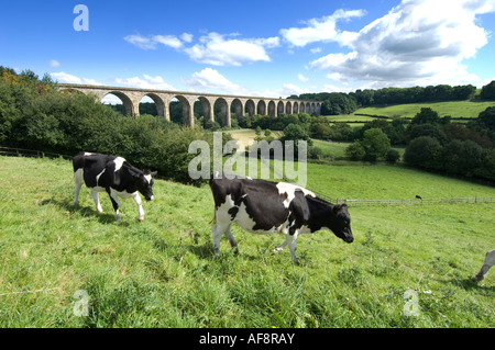 Cattle grazing Ty Mawr Country park, Cefn Mawr,  with Newbridge viaduct in background Vale of Llangollen north wales Stock Photo