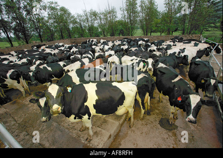 Friesland cattle in a holding yard at a dairy Underberg, Kwazulu Natal; South Africa Stock Photo