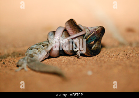 Brown house snake constricting a gecko Sabi Sand Game Reserve, Mpumalanga; South Africa Stock Photo