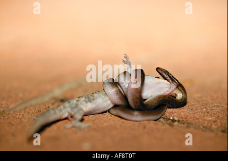 Brown house snake constricting a gecko and starting to swallow the gecko Sabi Sand Game Reserve, Mpumalanga; South Africa Stock Photo