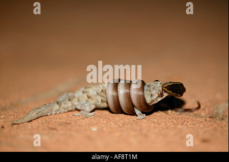 Brown house snake constricting a gecko Sabi Sand Game Reserve, Mpumalanga; South Africa Stock Photo