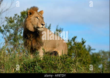 Male lion standing on a grassed termite mound (Panthera leo) Sabi Sand Game Reserve, Mpumalanga; South Africa Stock Photo