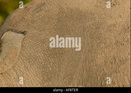 Close up of a White rhinoceros (Ceratotherium simum) hide - neck and shoulder Sabi Sand Game Reserve, Mpumalanga; South Africa Stock Photo
