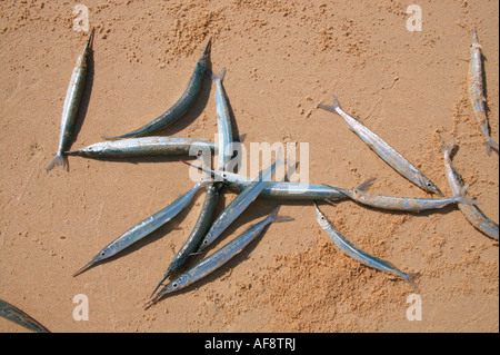 after the fish is caught, a fishing net is maintained directly at