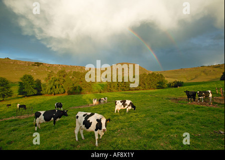 Friesland cows graze in a dairy pasture against a backdrop of a rainbow in the Drakensberg Stock Photo