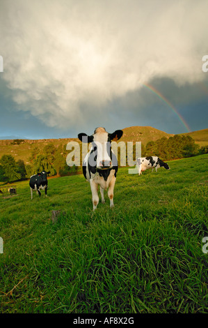 Friesland cows graze in a dairy pasture against a backdrop of a rainbow in the Drakensberg Stock Photo