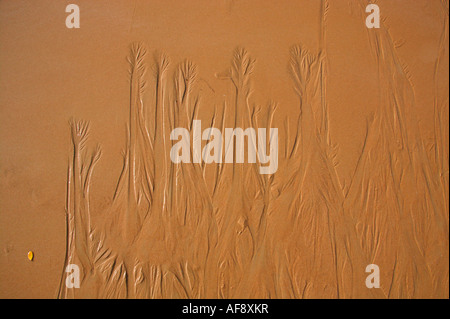 Beach sand eroded by a receding tide leaving a pattern resembling a forest of baobab trees Stock Photo