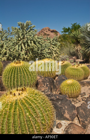 Phoenix, Arizona. Cactus at the Desert Botanical Garden Stock Photo - Alamy