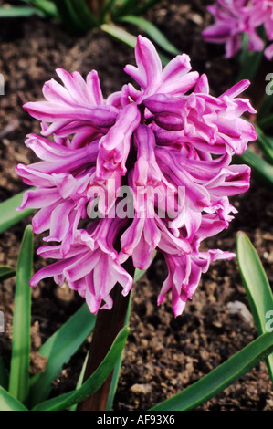 Hyacinthus orientalis Lord Balfour Stock Photo