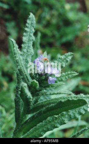 annual bugloss, small bugloss (Anchusa arvensis), blooming, Germany, Lower Rhine, Straberg Stock Photo