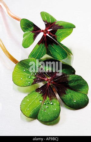 Two four-leafed clover, close-up Stock Photo