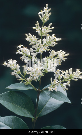 california privet (Ligustrum ovalifolium), inflorescence Stock Photo