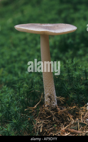 Grisette fungus. Stock Photo