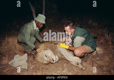 South Africa Pilanesberg National Park, People near darted lion to give new collar and transport to other park Stock Photo