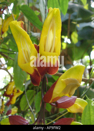 Flowers of Clock Vine (Thunbergia mysorensis Stock Photo - Alamy