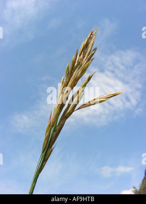 upright brome, meadow brome (Bromus erectus), inflorescence against blue sky, Germany, North Rhine-Westphalia, Attendorn Stock Photo