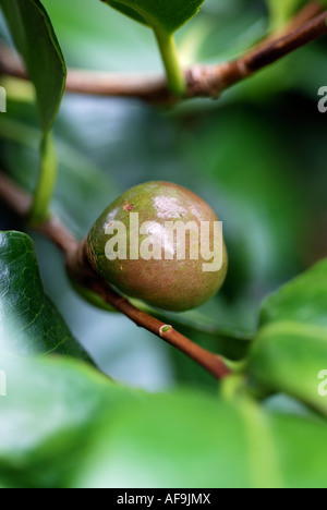 CULTIVATED CAMELIA SHRUB SHOWING FRUIT CONTAINING SEEDS IN GARDEN Stock Photo