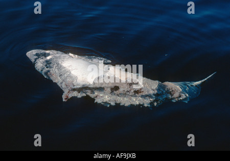 pygmy sperm whale, lesser cachalot (Kogia breviceps), carcass with bites in the sea, killed by sharks, Spain, Teneriffa Stock Photo