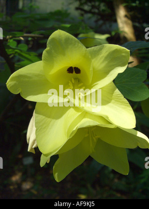 Yellow Bell Bauhinia, Yellow Bauhinia (Bauhinia tomentosa), flower Stock Photo