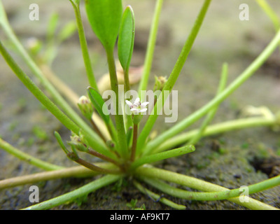 mudwort (Limosella aquatica), blooming, Germany, North Rhine-Westphalia, Attendorn Stock Photo