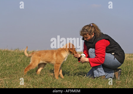Hovawart (Canis lupus f. familiaris), 13 weeks old puppy feeding by woman Stock Photo