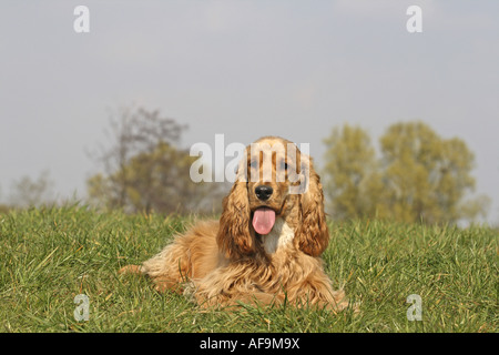 English Cocker Spaniel (Canis lupus f. familiaris), lying in meadow Stock Photo