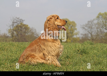English Cocker Spaniel (Canis lupus f. familiaris), sitting in meadow Stock Photo