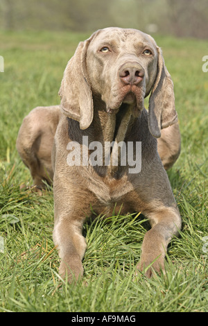 Weimaraner (Canis lupus f. familiaris), lying in meadow Stock Photo