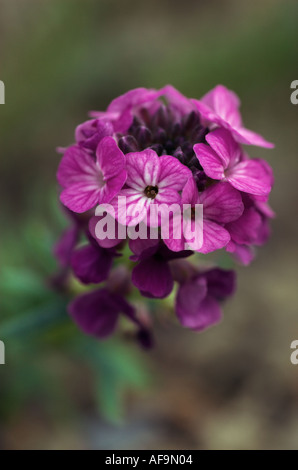 Aethionema 'Warley Rose' Stock Photo