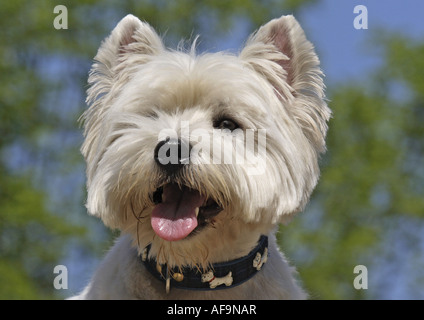 West Highland White Terrier (Canis lupus f. familiaris), portrait Stock Photo