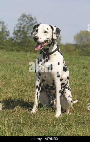 Dalmatian (Canis lupus f. familiaris), sitting in a meadow, Germany Stock Photo