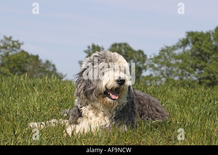 Old English Sheepdog, Bobtail (Canis lupus f. familiaris), lying in a meadow, Germany Stock Photo