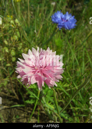 bachelor's button, bluebottle, cornflower (Centaurea cyanus), plant with pink inflorescence Stock Photo