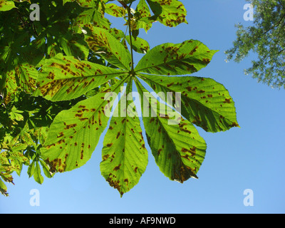 common horse chestnut (Aesculus hippocastanum), desease by horse chestnut leaf-miner, Cameraria ohridella Stock Photo