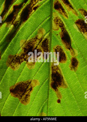 common horse chestnut (Aesculus hippocastanum), desease by horse chestnut leaf-miner, Cameraria ohridella Stock Photo