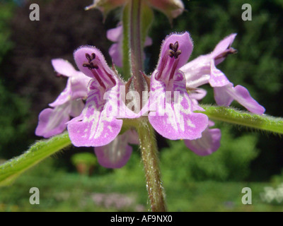 marsh betony, marsh woundwort, swamp hedge-nettle, marsh hedge-nettle (Stachys palustris), inflorescence Stock Photo